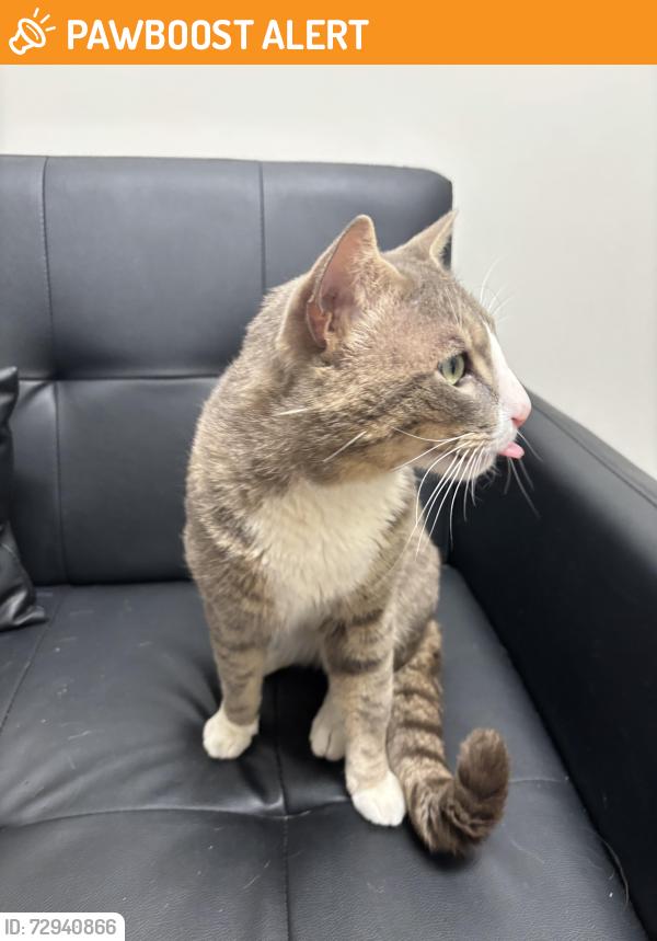 Found/Stray Male Cat last seen Pheasant Hill Apartments in Mountlake Terrace, Mountlake Terrace, WA 98043