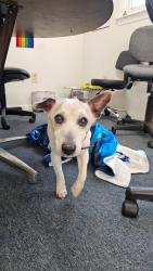 Reunited Male Dog last seen Wallar Ave, Lexington, KY 40503