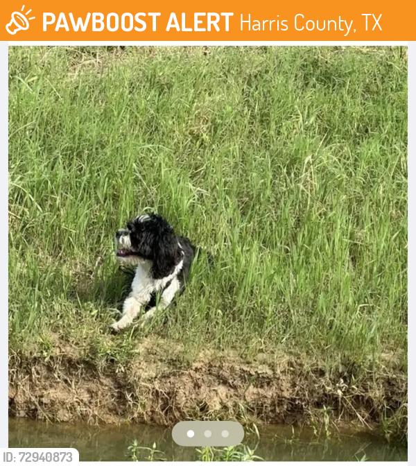 Found/Stray Male Dog last seen Brea Luxury apmts,ents, Harris County, TX 77449