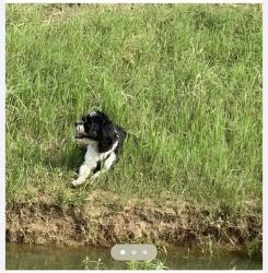 Found/Stray Male Dog last seen Brea Luxury apmts,ents, Harris County, TX 77449