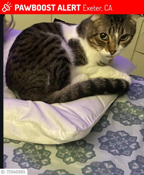 Lost Male Cat last seen Visalia rd , Exeter, CA 93221