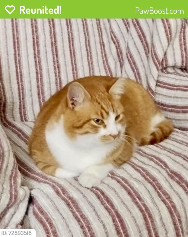 Reunited Male Cat last seen Cates Loop & NC 49 , Pleasant Grove NC, Burlington, NC 27217