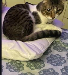 Lost Male Cat last seen Visalia rd , Exeter, CA 93221