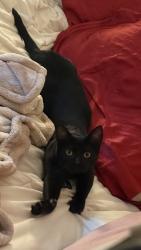 Lost Female Cat last seen Williams circle neighborhood , Chapel Hill, NC 27516