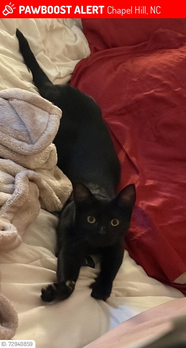 Lost Female Cat last seen Williams circle neighborhood , Chapel Hill, NC 27516