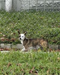 Found/Stray Male Dog last seen N 78 Av & Raleigh St , Hollywood, FL 33024