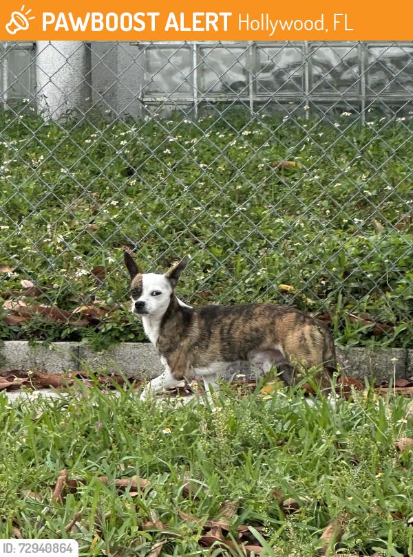 Found/Stray Male Dog last seen N 78 Av & Raleigh St , Hollywood, FL 33024