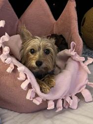 Reunited Female Dog last seen In Sandy Springs by Altmore Ave by the Medical Center Marta station, Sandy Springs, GA 30328