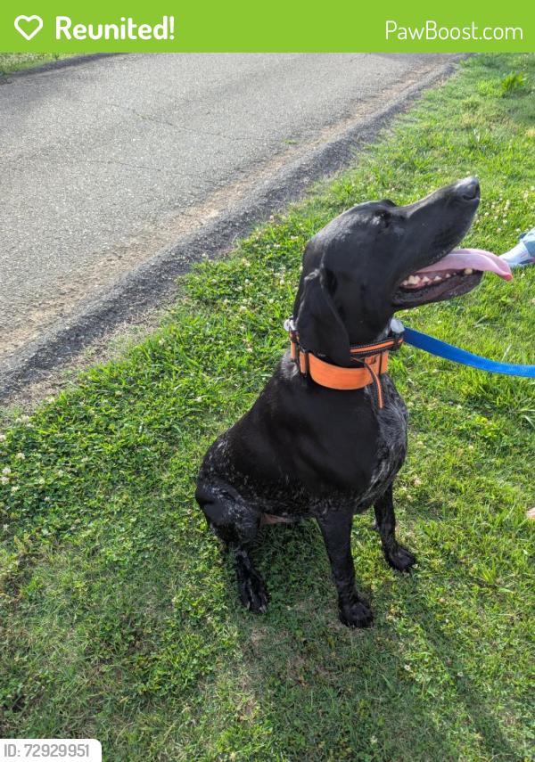 Reunited Male Dog last seen Leconte rd, Knoxville, TN 37914