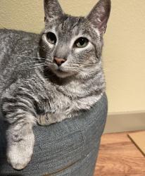 Lost Male Cat last seen Jordan Road/ Cottonwood area, Parker, CO 80134