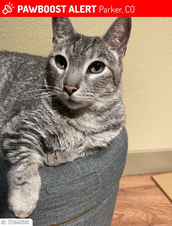 Lost Male Cat last seen Jordan Road/ Cottonwood area, Parker, CO 80134