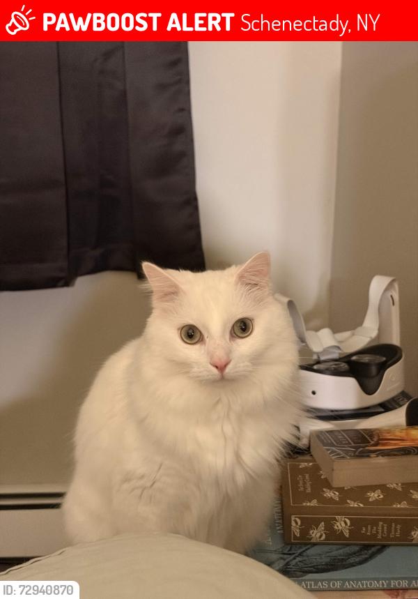 Lost Male Cat last seen Lisa Ln, Schenectady NY, Schenectady, NY 12303