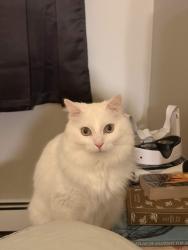 Lost Male Cat last seen Lisa Ln, Schenectady NY, Schenectady, NY 12303