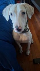 Reunited Male Dog last seen Vanderbilt , San Antonio, TX 78210