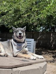 Reunited Male Dog last seen Near Orchard Ct, Troy, IL 62294, USA, Troy, IL 62294