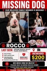 Lost Male Dog last seen Resaca Valley Palm apmts, Brownsville, TX 78526