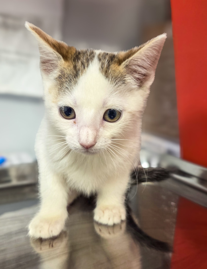 Shelter Stray Female Cat last seen Maroa & Bullard, Fresno Zone Fresno CO 2 93704, CA, Fresno, CA 93706