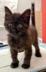 Shelter Stray Female Cat last seen E Jensen Ave & S 9th St, Fresno Zone Fresno CO 1A 93725, CA, Fresno, CA 93706