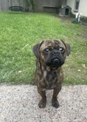 Reunited Male Dog last seen Near Loma Grande Dr, San Antonio, TX 78233, USA, San Antonio, TX 78233