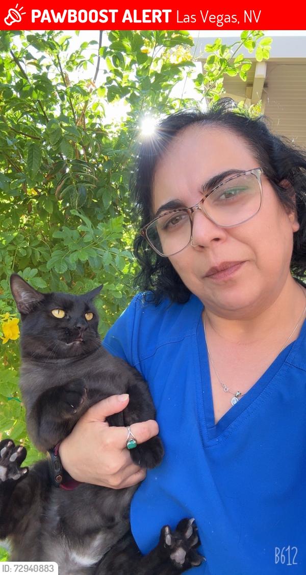 Lost Female Cat last seen Azure and Ann , Las Vegas, NV 89130