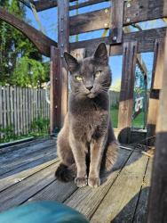 Lost Male Cat last seen Bond Mill Road/Ashland Drive, West Laurel, MD 20707