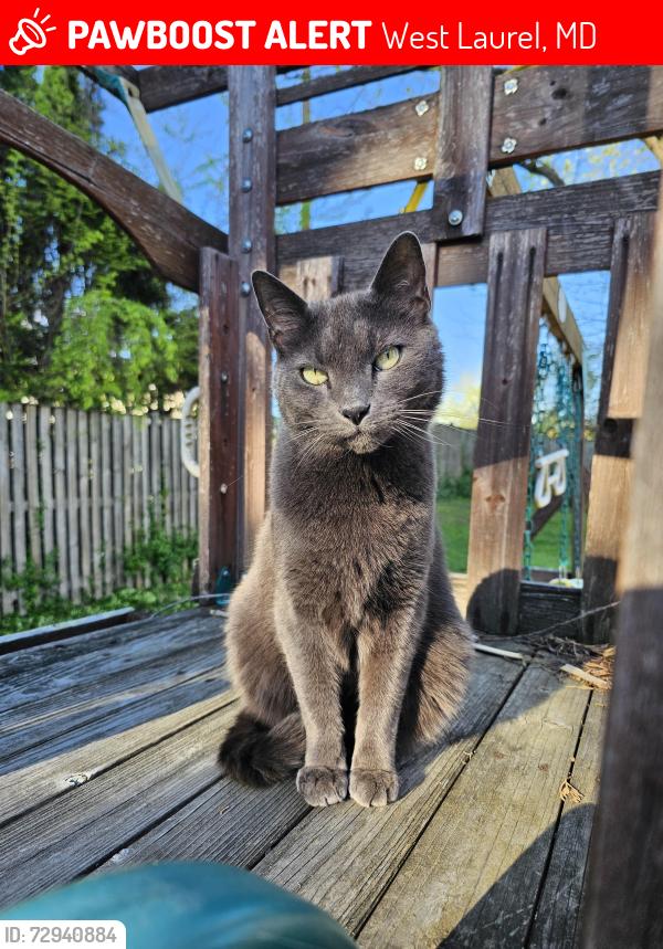Lost Male Cat last seen Bond Mill Road/Ashland Drive, West Laurel, MD 20707