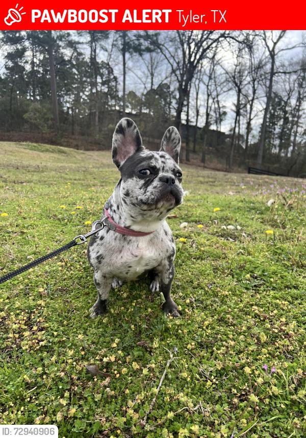 Lost Female Dog last seen Golden road area , Tyler, TX 75701