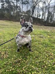 Lost Female Dog last seen Golden road area , Tyler, TX 75701