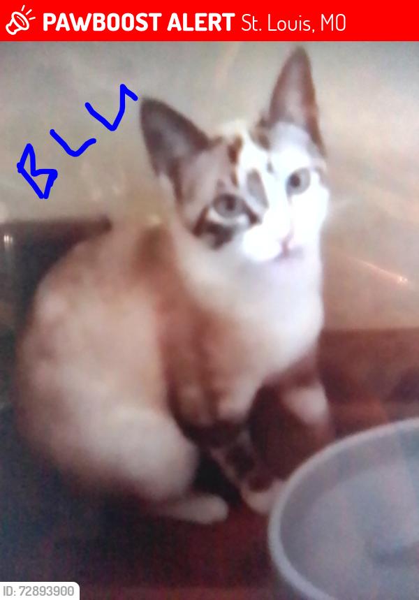 Lost Female Cat last seen Near Weber Rd. 63123 & 10 Union Rd. 63123, St. Louis, MO 63123