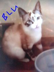 Lost Female Cat last seen Near Weber Rd. 63123 & 10 Union Rd. 63123, St. Louis, MO 63123