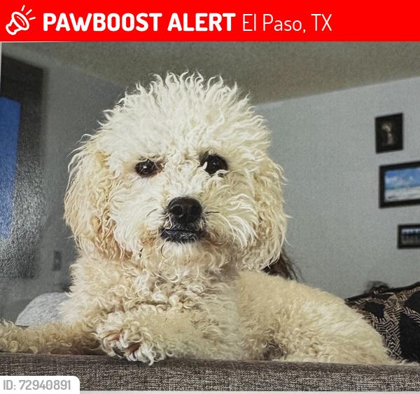 Lost Female Dog last seen Resler and Helen of Troy, El Paso, TX 79911
