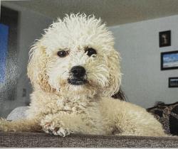 Lost Female Dog last seen Resler and Helen of Troy, El Paso, TX 79911
