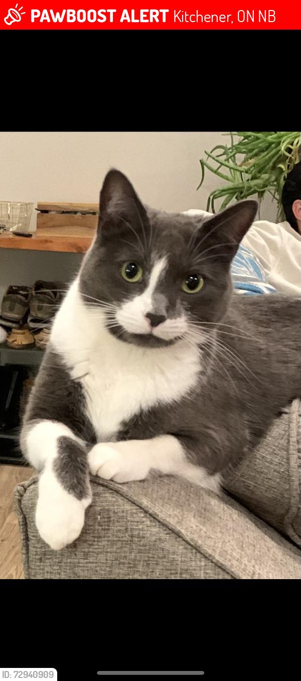 Lost Female Cat last seen Krug st , Kitchener, ON N2B