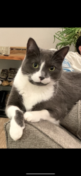 Lost Female Cat last seen Krug st , Kitchener, ON N2B