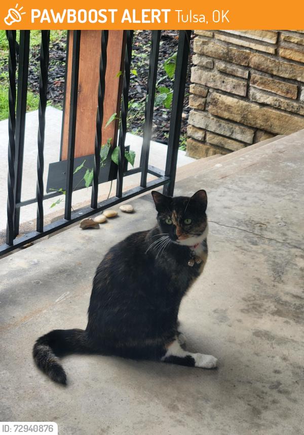 Found/Stray Unknown Cat last seen 23rd & Sandusky, Tulsa, OK 74114
