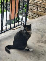 Found/Stray Unknown Cat last seen 23rd & Sandusky, Tulsa, OK 74114