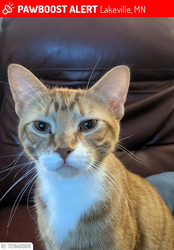 Lost Male Cat last seen 160th and foliage, Lakeville, MN 55068