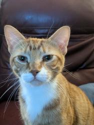 Lost Male Cat last seen 160th and foliage, Lakeville, MN 55068