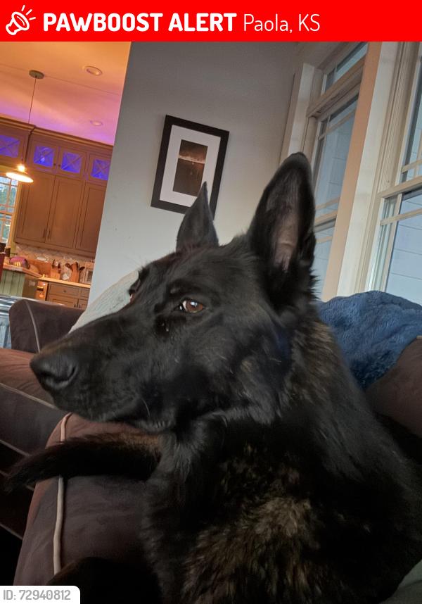 Lost Male Dog last seen 351st and 69 hwy, Paola, KS 66071