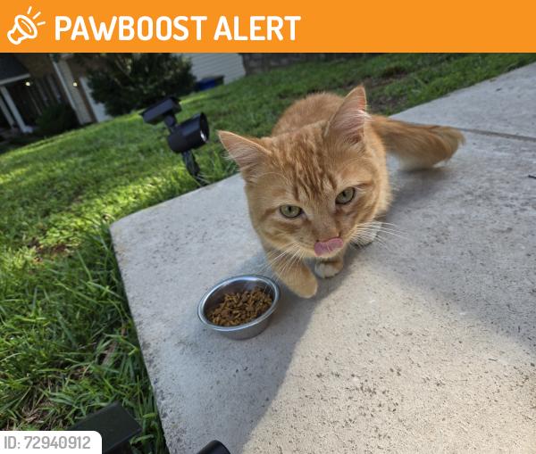 Found/Stray Male Cat last seen Diamond and peridot , Mecklenburg County, NC 28134