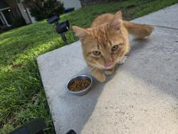 Found/Stray Male Cat last seen Diamond and peridot , Mecklenburg County, NC 28134