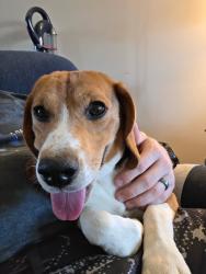 Reunited Male Dog last seen Near , Christiana, TN 37037