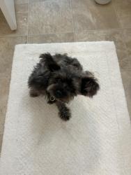 Reunited Male Dog last seen Waterleaf apmts , Murrells Inlet, SC 29576