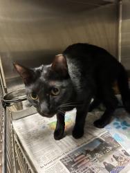 Shelter Stray Male Cat last seen Lake Huron Drive, VIRGINIA BEACH, VA, Virginia Beach, VA 23451