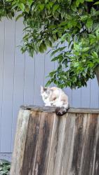 Reunited Male Cat last seen Campbell near CSI or John D Morgan park, Campbell, CA 95008