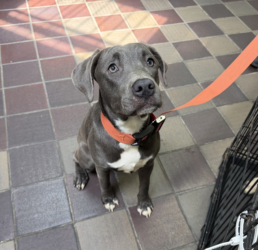 Shelter Stray Female Dog last seen Near Laconia Avenue, BRONX, NY, 10466, New York, NY 10029
