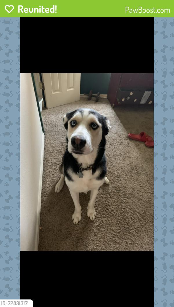 Reunited Female Dog last seen Buffalo and Wilson , Cleburne, TX 76031
