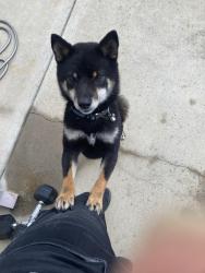 Found/Stray Male Dog last seen Willow park , Sacramento, CA 95828