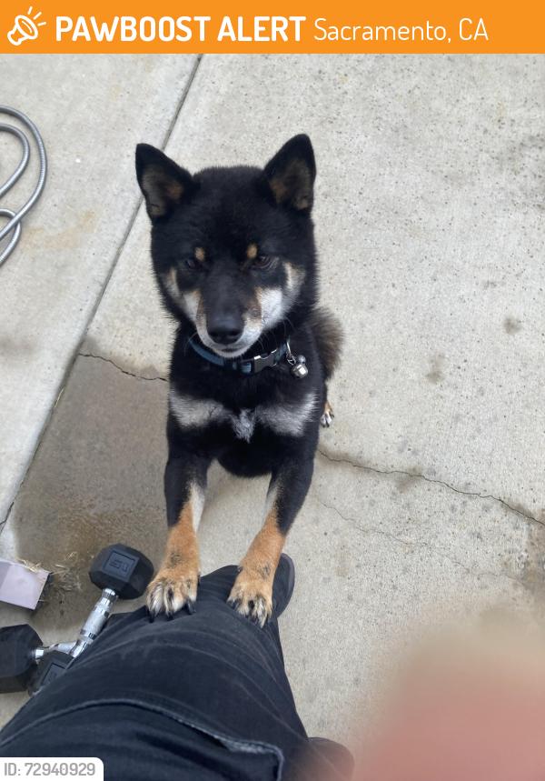 Found/Stray Male Dog last seen Willow park , Sacramento, CA 95828