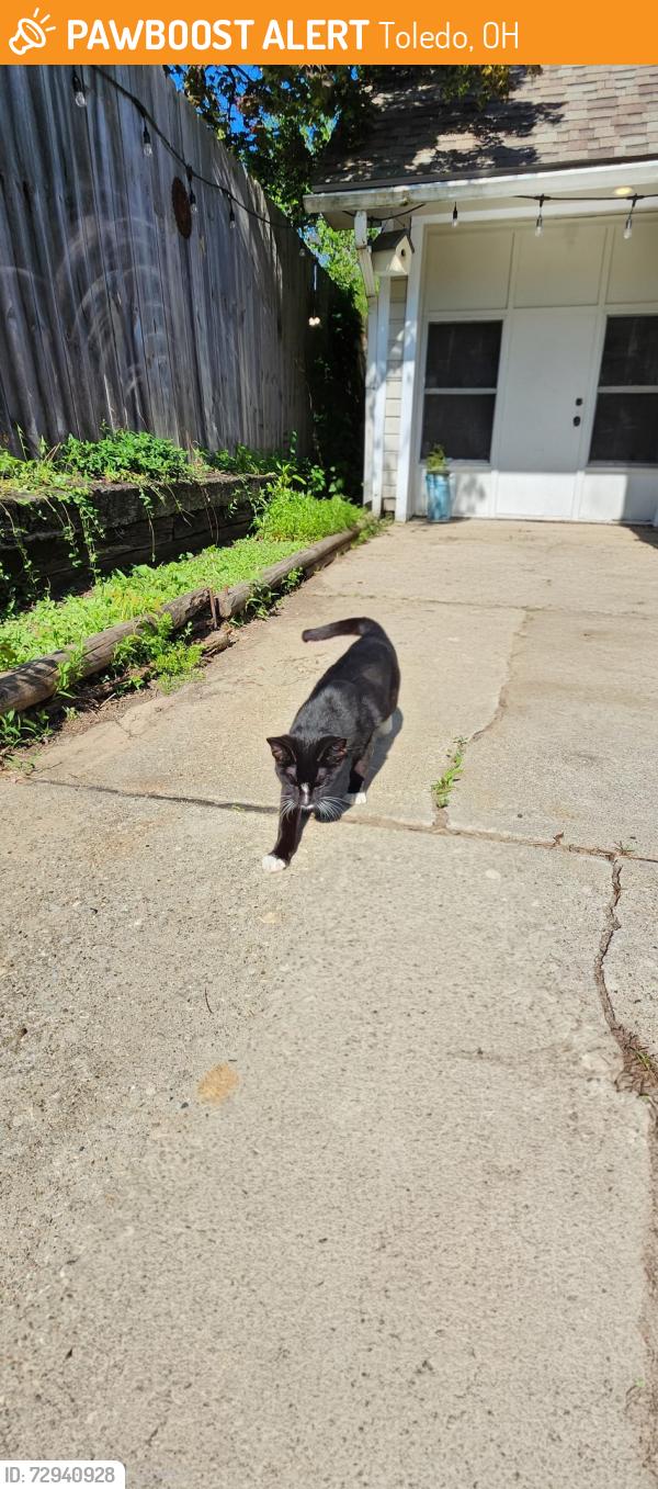 Found/Stray Unknown Cat last seen St. Annes hosp, Toledo, OH 43623